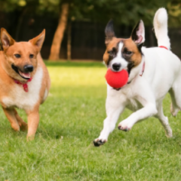 Two dogs playing with a ball in the park